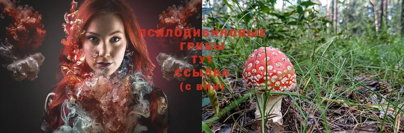 Галлюциногенные грибы Magic Shrooms  hydra вход  Владимир 